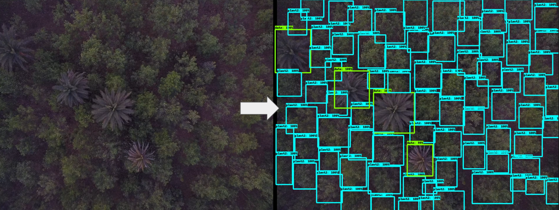 Aerial survey and computer vision based tree counting